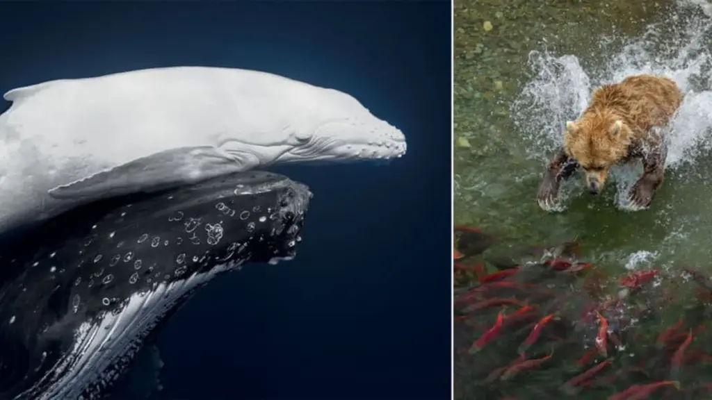 Les 42 lauréats exceptionnels du World Nature Photography Awards