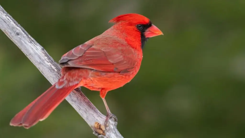 La Photographie d&rsquo;Oiseaux Pourrait Être Bénéfique pour Votre Cerveau